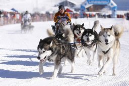 Lenk 2013